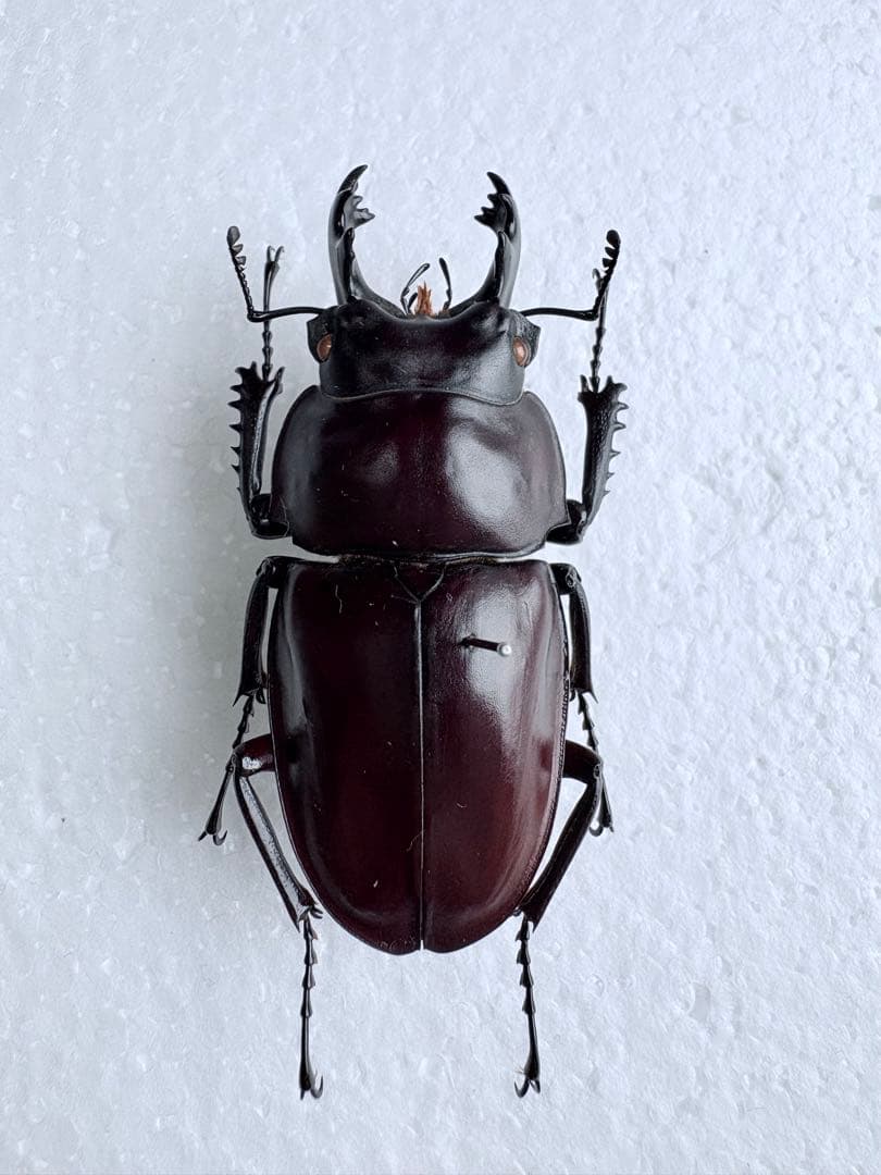 石垣島　ヤエヤママルバネクワガタ　【標本】61mm規制前野外品