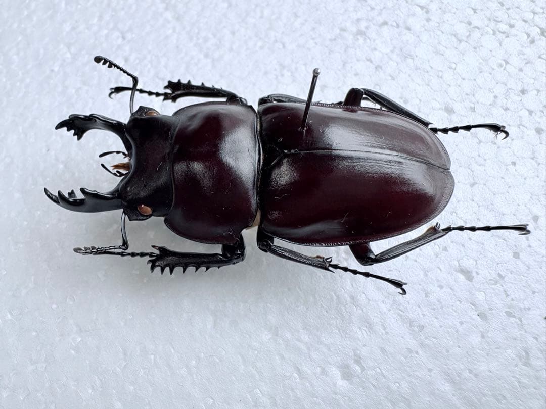 石垣島　ヤエヤママルバネクワガタ　【標本】61mm規制前野外品