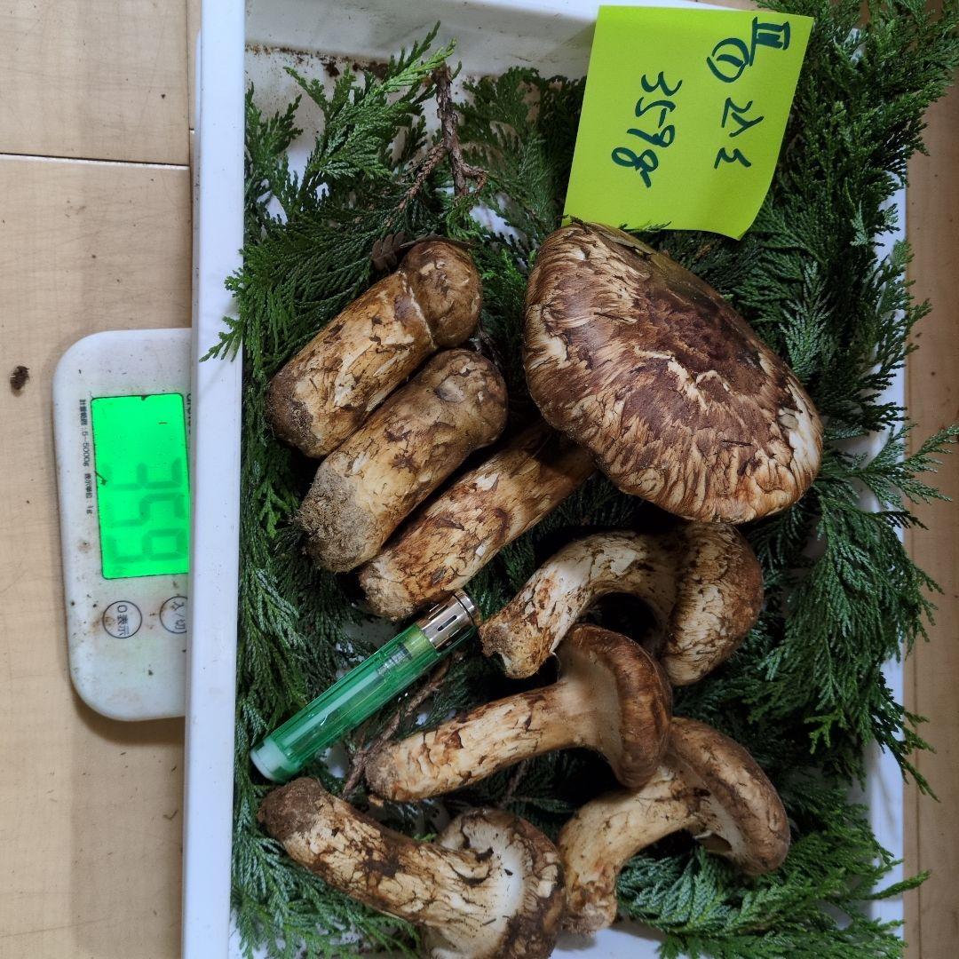 和歌山松茸 新鮮朝市　込み込み　359㌘