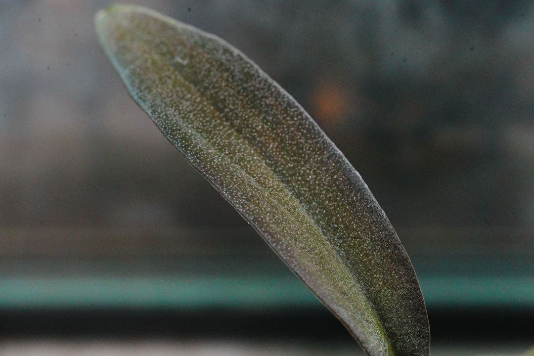 Homalomena HR6 【K0522-f3】