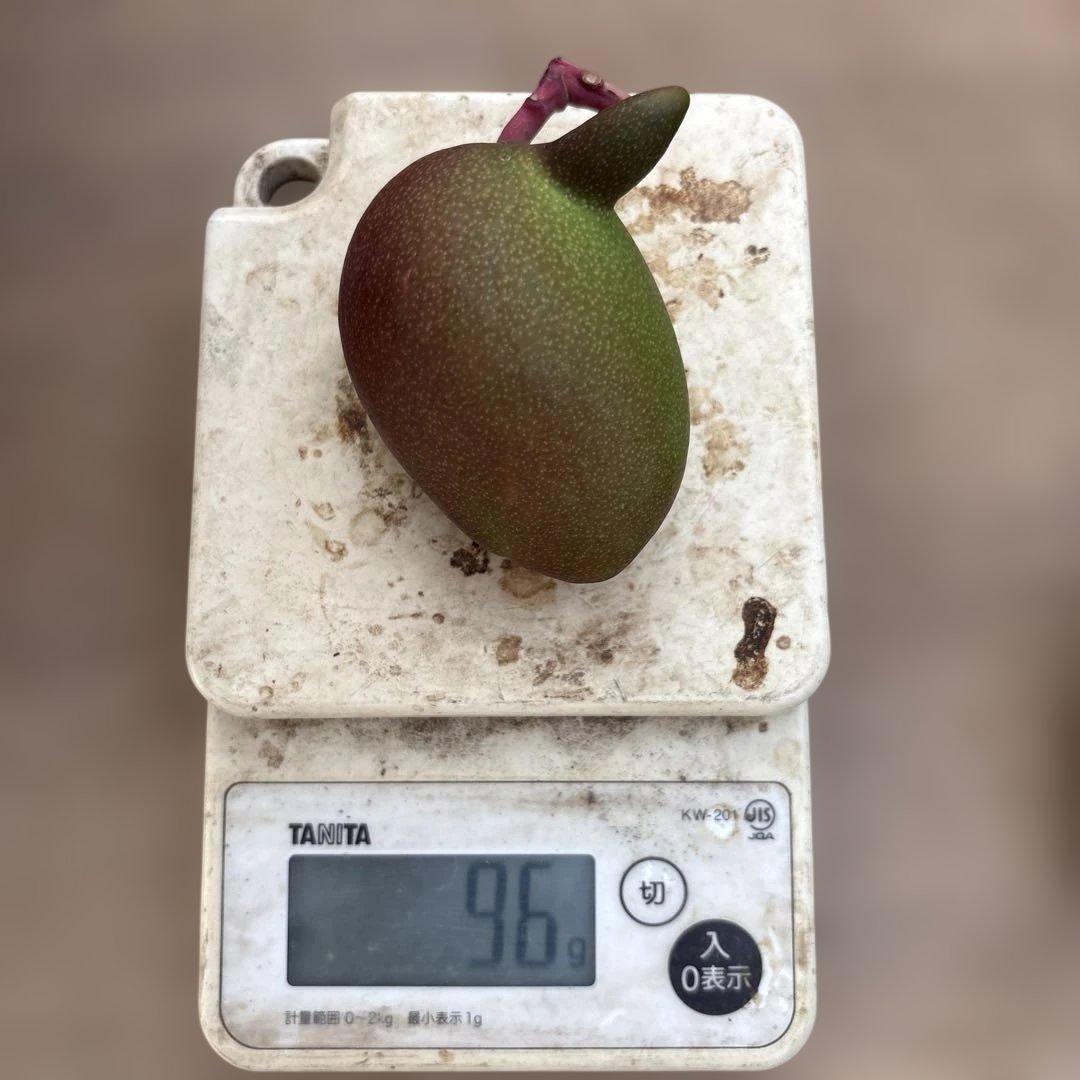 摘果マンゴー2/13