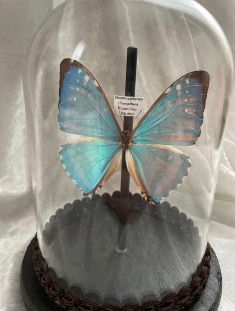蝶 標本 モルフォ蝶 ゼフィリティスモルフォ ガラスドーム アンティーク