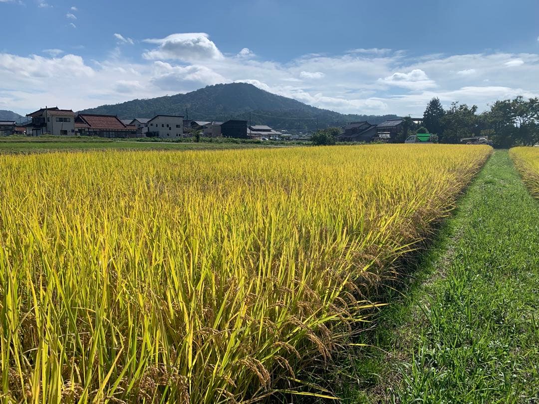 令和7年度産　新米ヒノヒカリ　玄米20kg(送料込)減農薬のお米