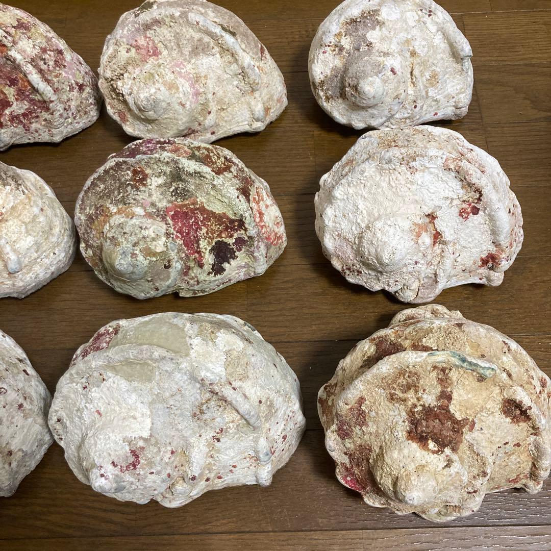 【沖縄産】夜光貝の殻　まとめ売り　9個　約9754g