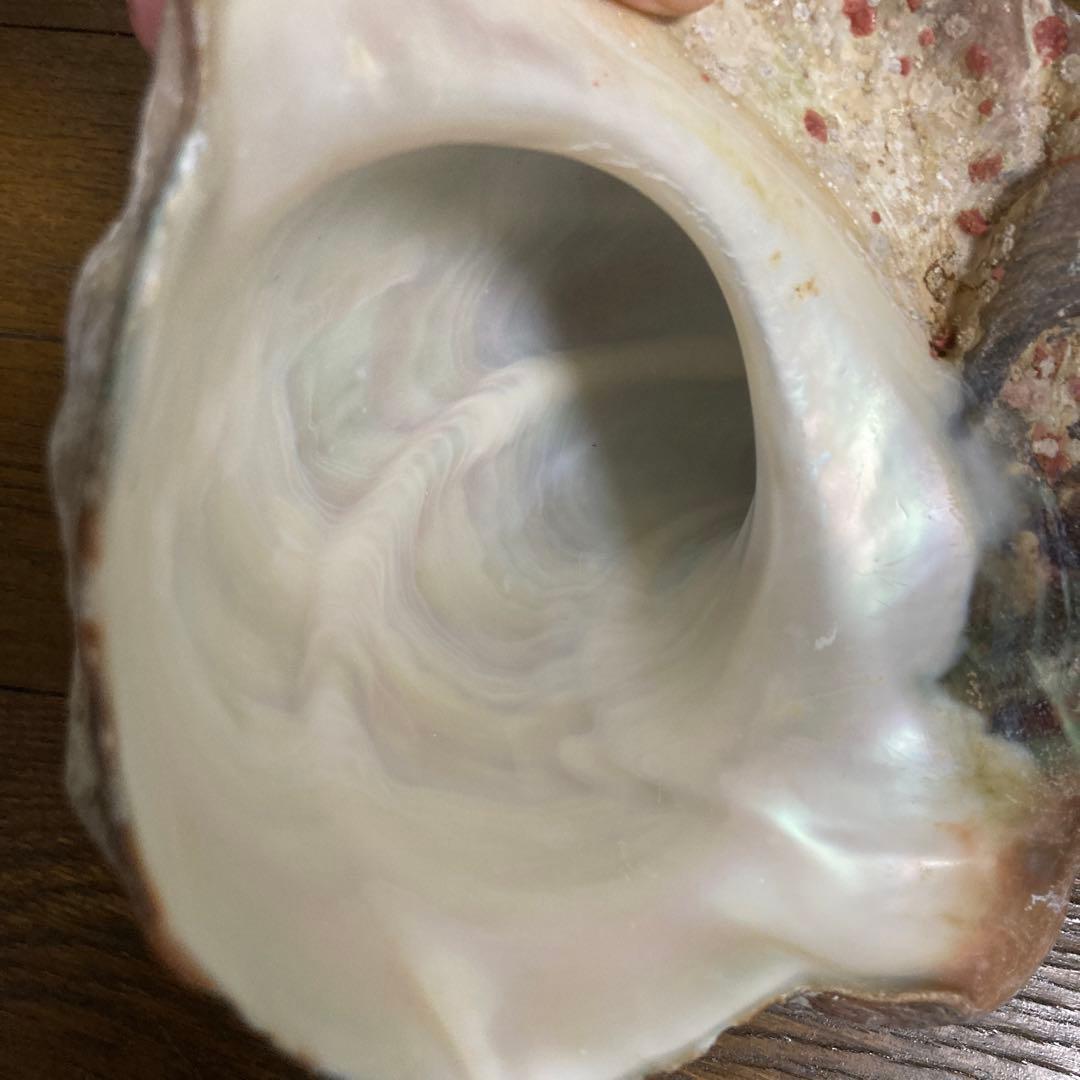 【沖縄産】夜光貝の殻　まとめ売り　9個　約9754g