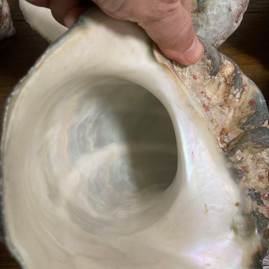 【沖縄産】夜光貝の殻　まとめ売り　9個　約9754g