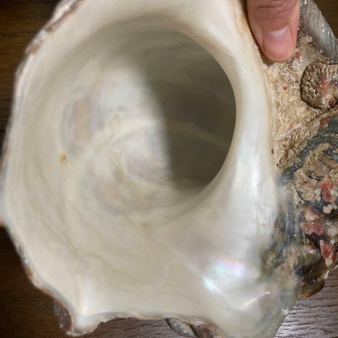 【沖縄産】夜光貝の殻　まとめ売り　9個　約9754g