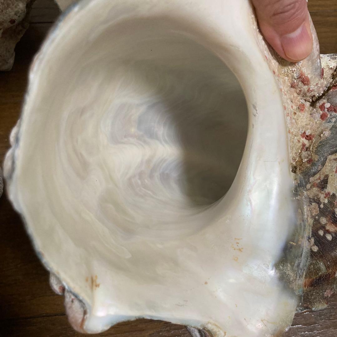 【沖縄産】夜光貝の殻　まとめ売り　9個　約9754g