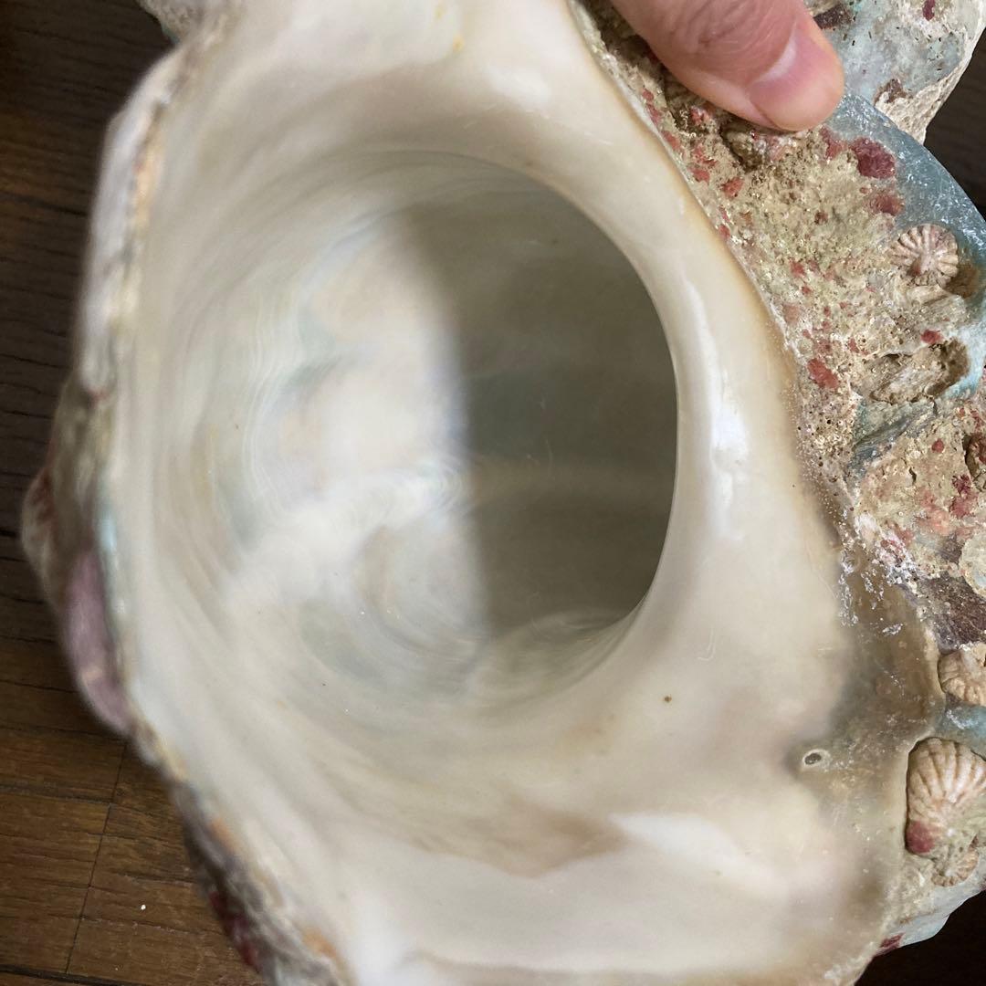 【沖縄産】夜光貝の殻　まとめ売り　9個　約9754g