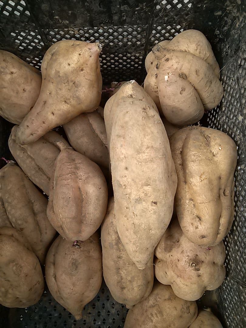 安納芋17キロ黄金ML