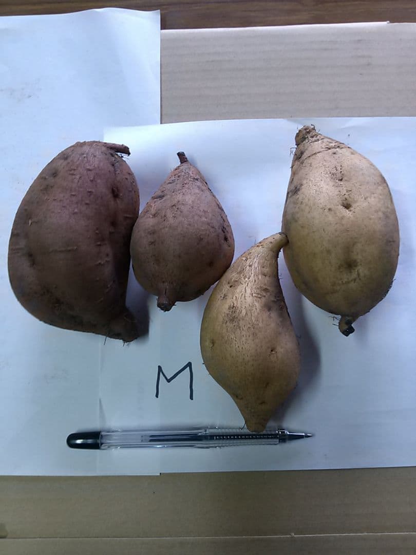 安納芋17キロ黄金ML