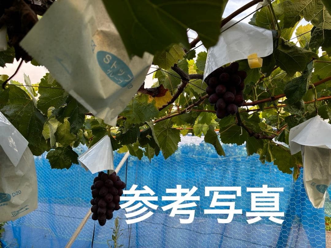 ★sayucyoco★発送日おまかせ