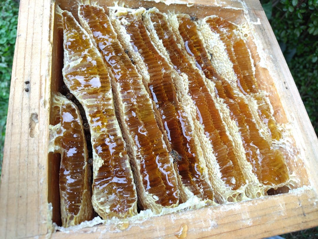 日本みつばち採りたて(生巣蜜、蜂蜜)183g＋600g×2本#8　　　　宮城県産