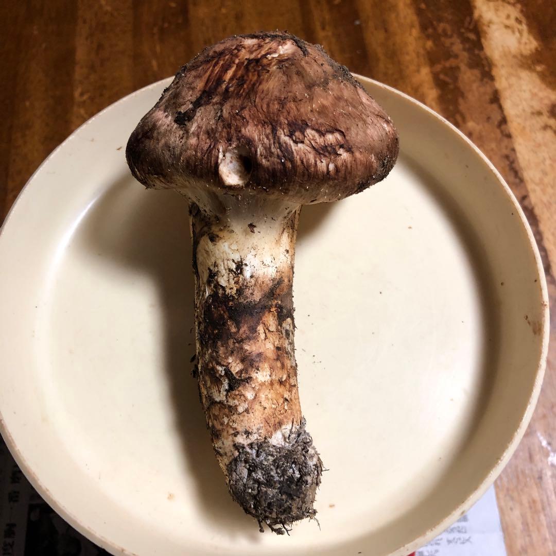 値下げ　長野県信州産　国産松茸　130g