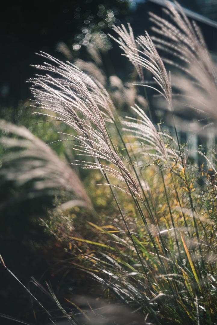 虹が出るライカの癖玉！Leica Summar 50mm f2 オールドレンズ