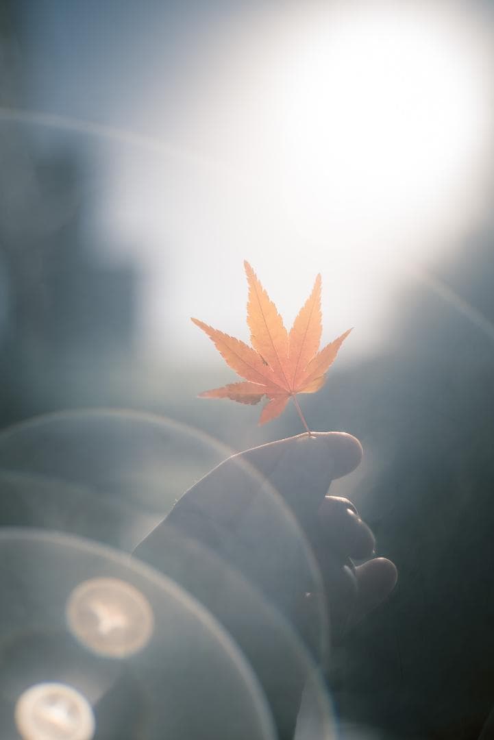 虹が出るライカの癖玉！Leica Summar 50mm f2 オールドレンズ