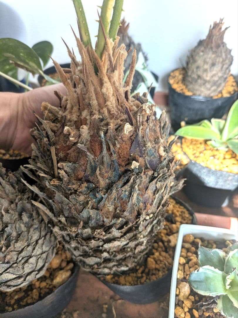 ひ*ろ様 黄金ソテツ　蘇鉄　コーデックス　塊根植物　サボテン　アガベ　多肉植物