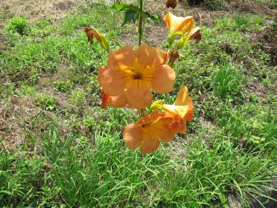 【美品】　Canon PowerShot SX200IS ブラウン