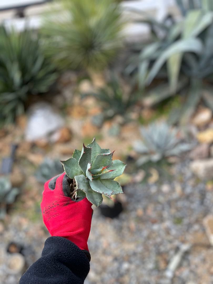 シ*プ様 アガベ　パリー　姫吉祥天