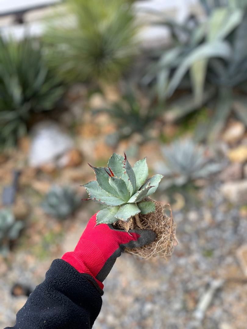 シ*プ様 アガベ　パリー　姫吉祥天