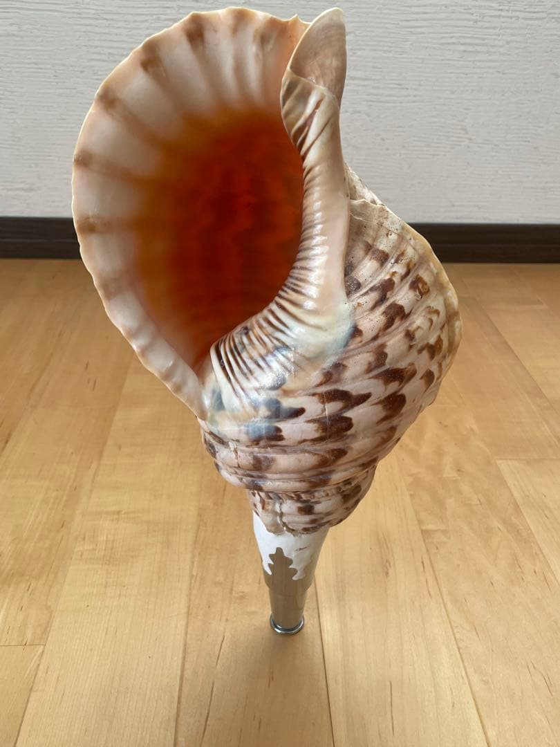 法螺貝　ほら貝　ホラ貝　神社　お寺　密教　お遍路　修験道　山伏　お祭り