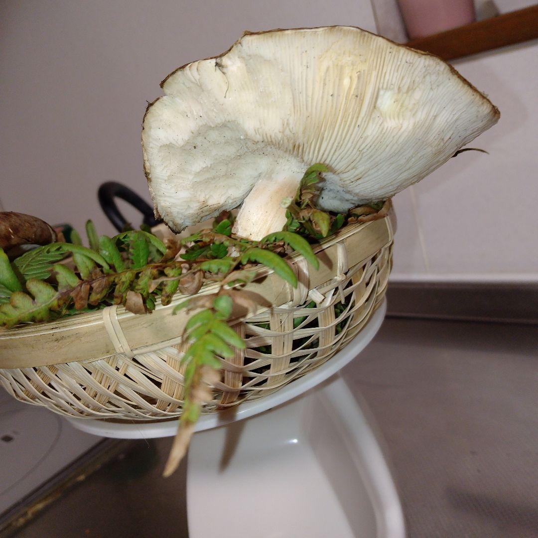 ✿岩手県産松茸250グラム送料無料❀