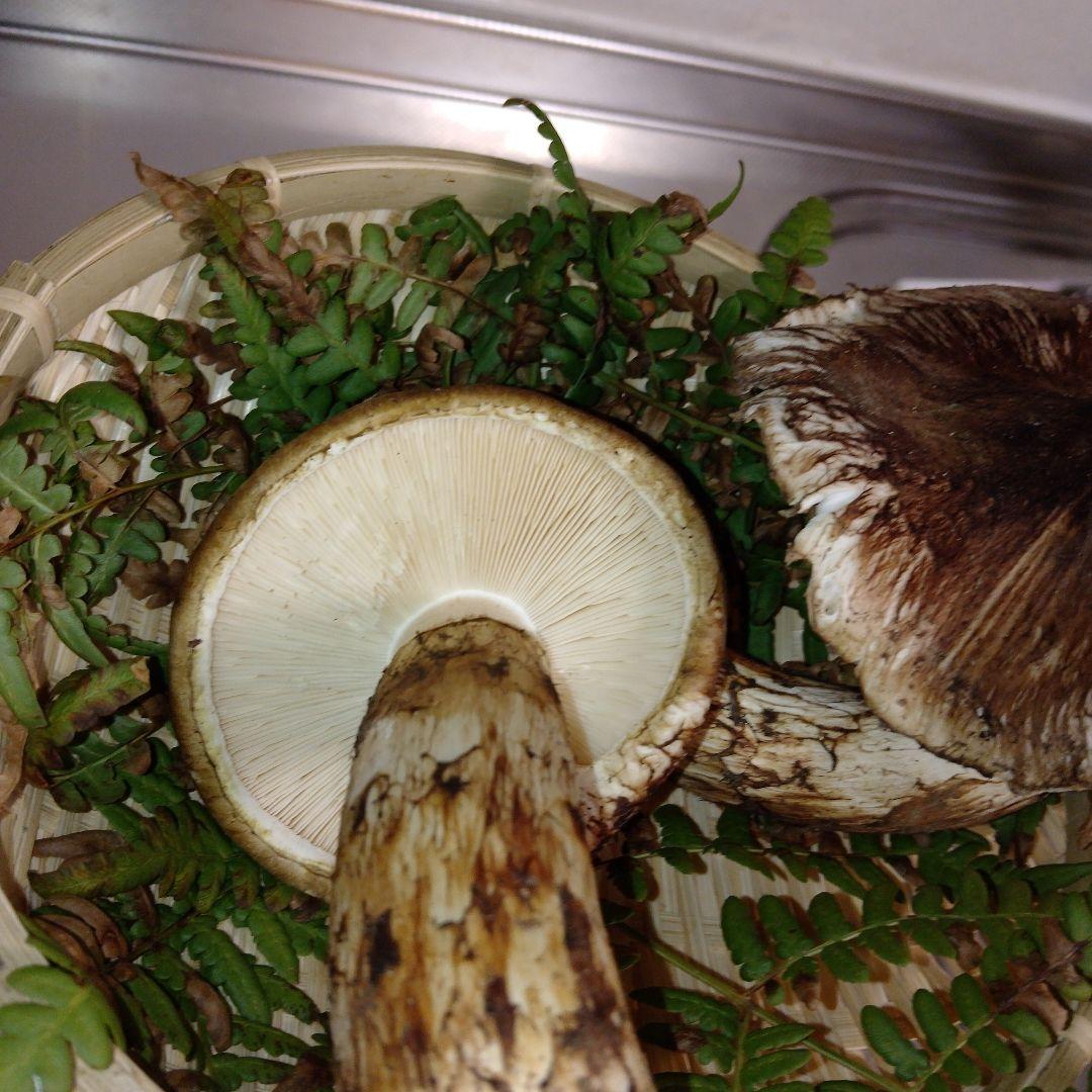 ✿岩手県産松茸250グラム送料無料❀