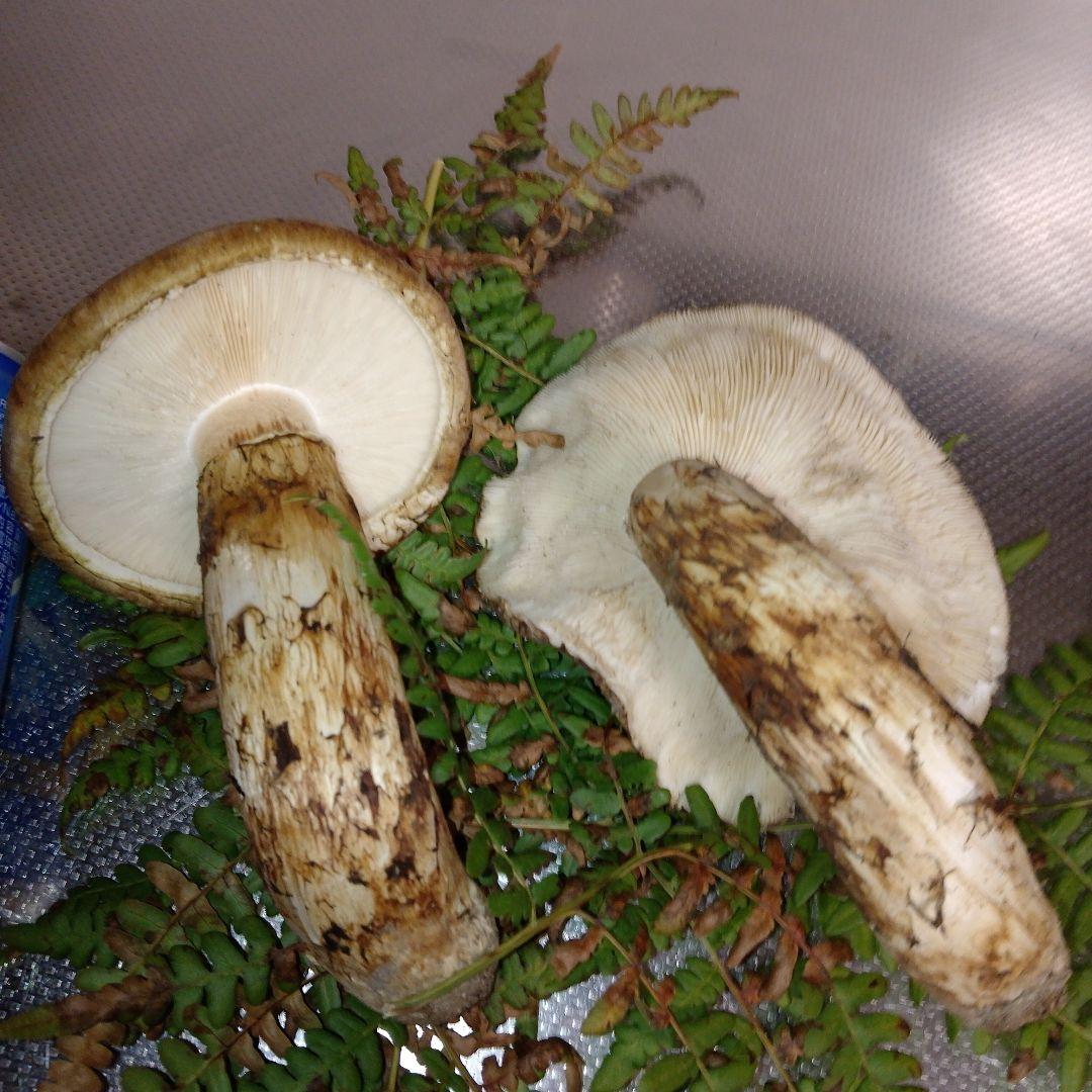 ✿岩手県産松茸250グラム送料無料❀