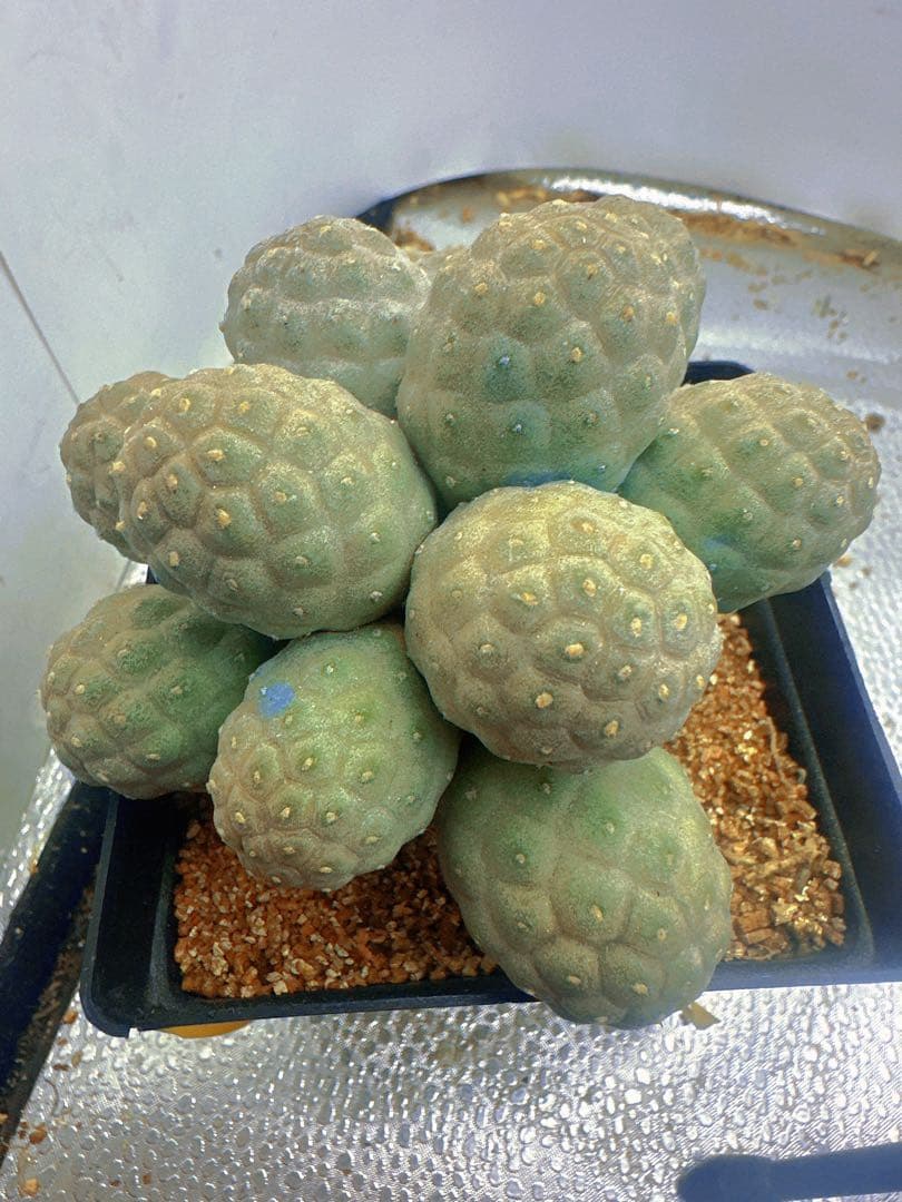 J*n様 B219多頭小型 緑色 球状サボテンテフロカクタス ゲオメトリクス（1