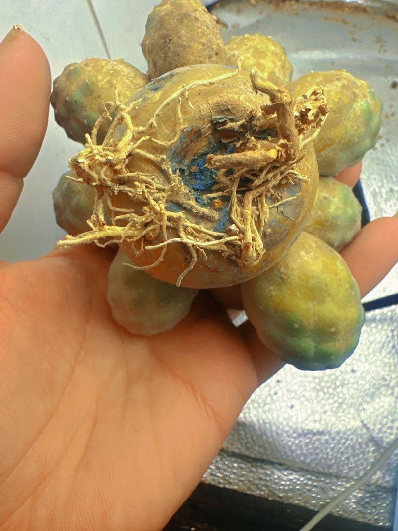 J*n様 B219多頭小型 緑色 球状サボテンテフロカクタス ゲオメトリクス（1