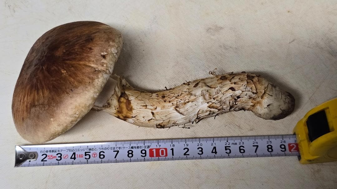 松茸 313g＋149g　10月14日獲れ 福島県産　会津