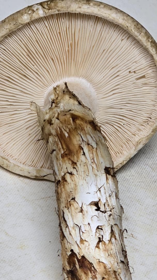 松茸 313g＋149g　10月14日獲れ 福島県産　会津