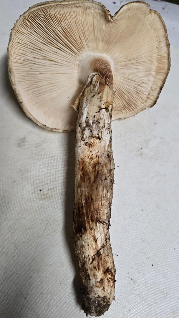 松茸 313g＋149g　10月14日獲れ 福島県産　会津