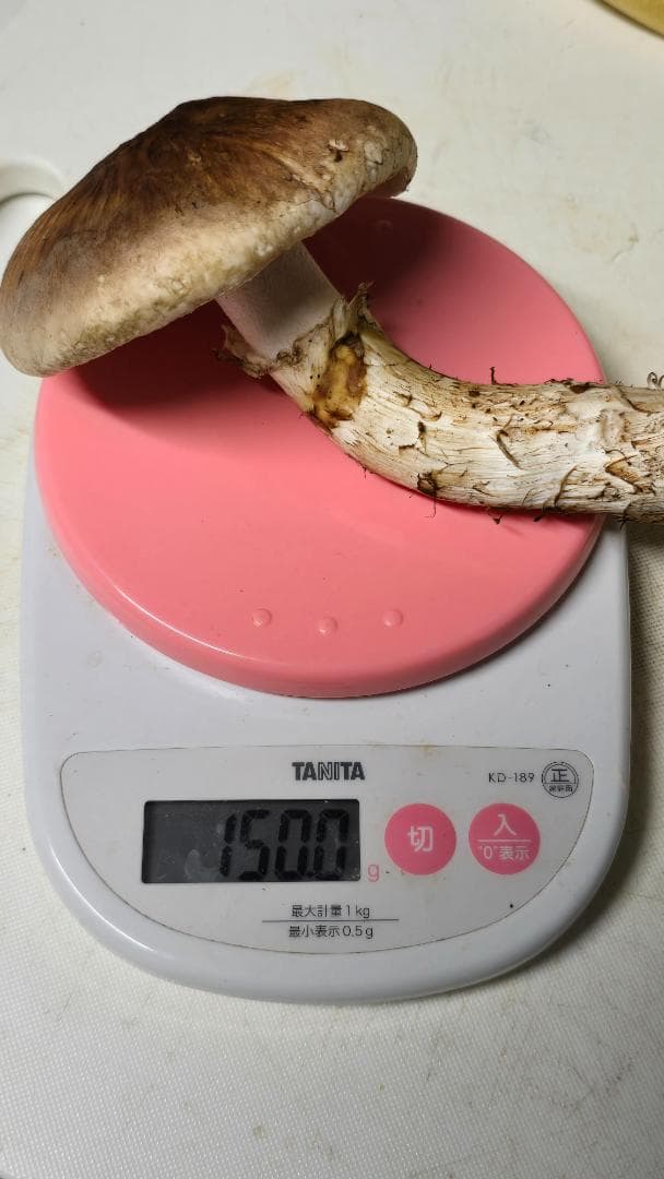松茸 313g＋149g　10月14日獲れ 福島県産　会津