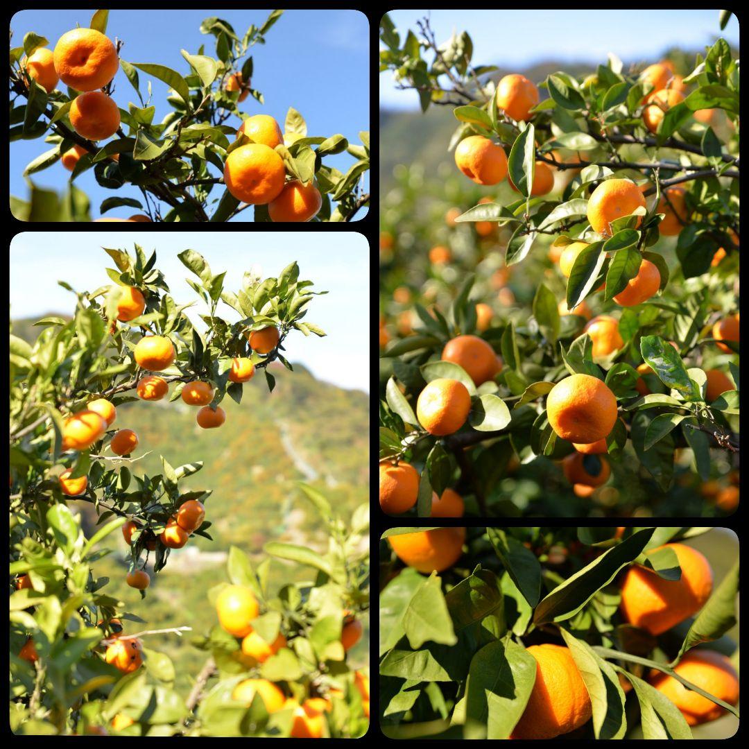 農家のだんな★有田みかん 5kg★小玉 販売中