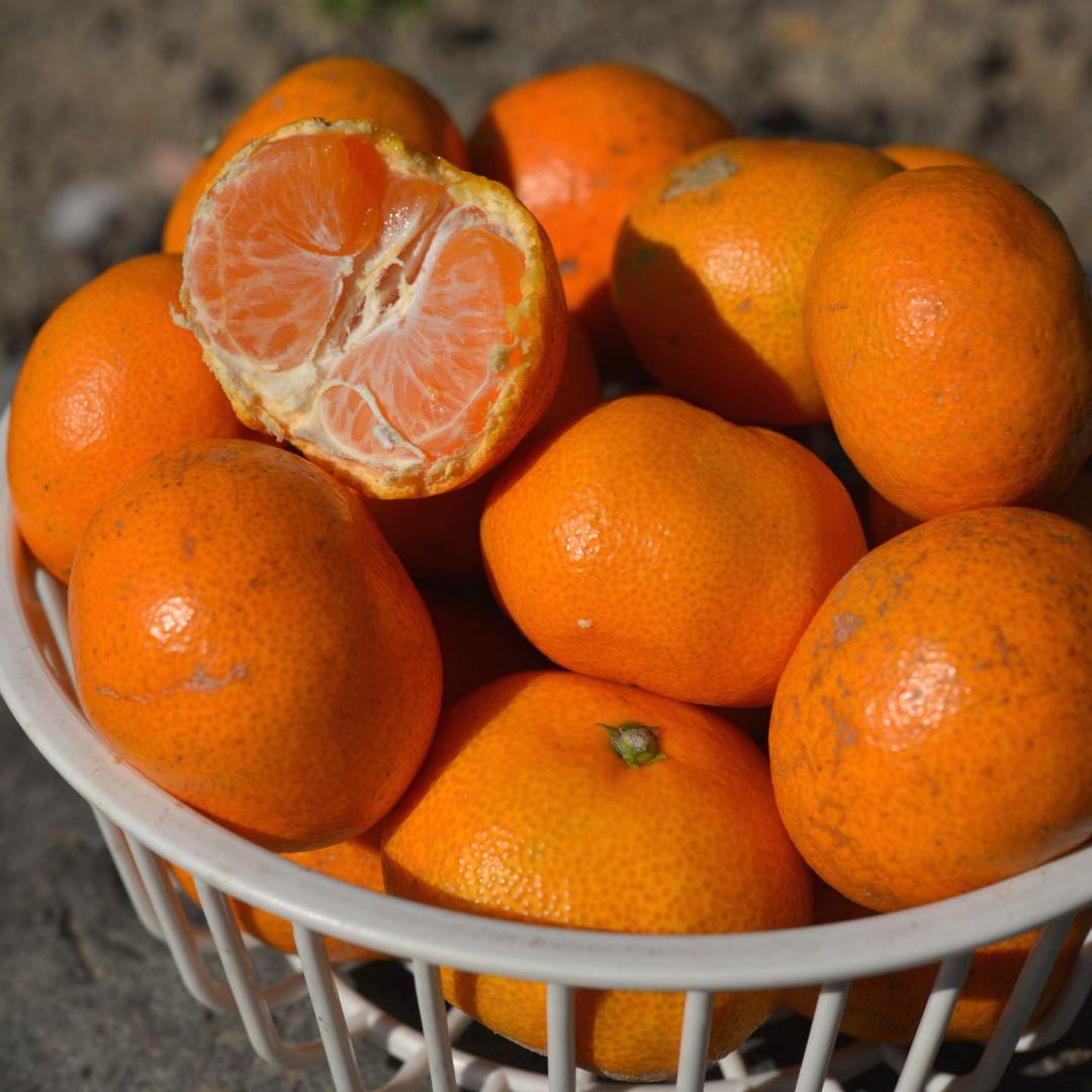 農家のだんな★有田みかん 5kg★小玉 販売中