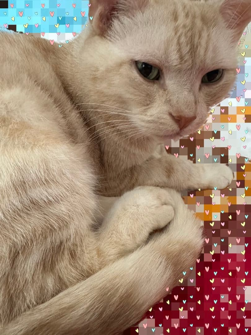 Sennheiser Momentum 4 Wireless ブラック