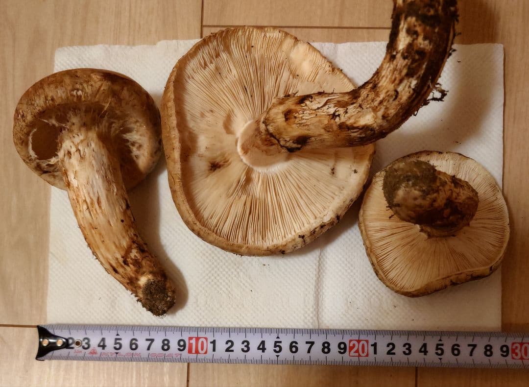 #岩手県岩手郡岩手町産天然松茸およそ350g