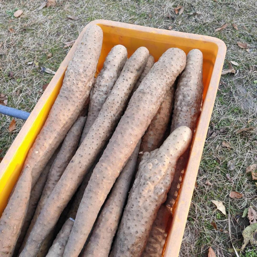 粘り抜群！ねばりっこ とりたて 10kg程度 長芋 とろろ ねばり 山芋 自然薯