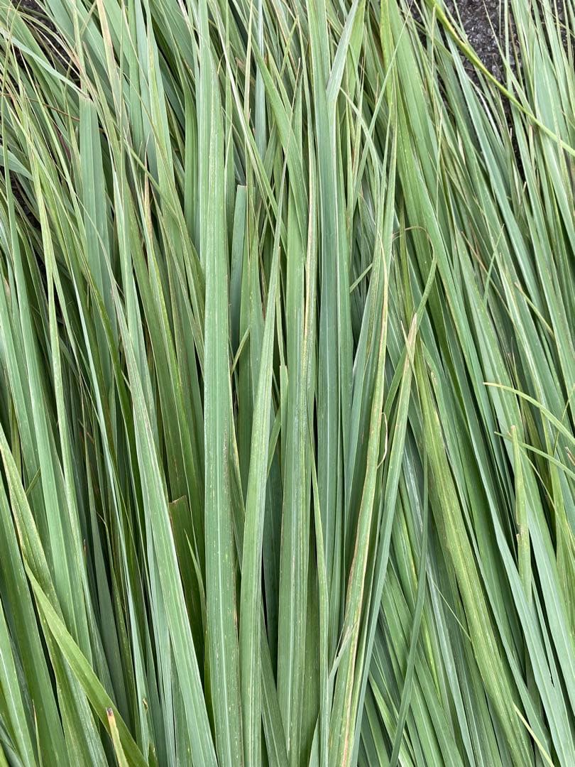 新鮮 レモングラス 生葉　8kg