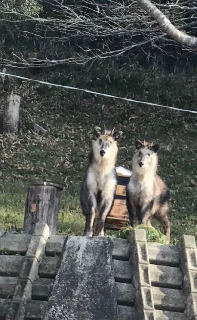 日本蜜蜂蜂蜜　純粋生ハチミツ　非加熱無加工無調整　百花蜜