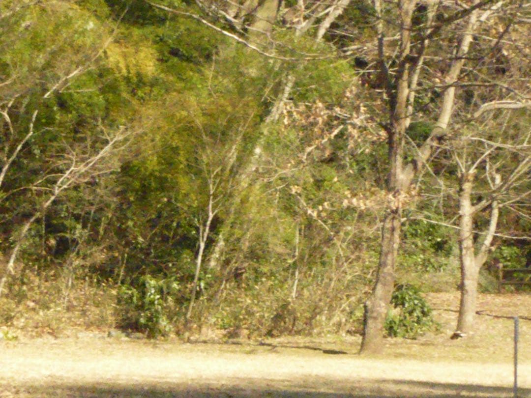 動作確認済み パナソニック LUMIX DMC-FX30-T ブラウン