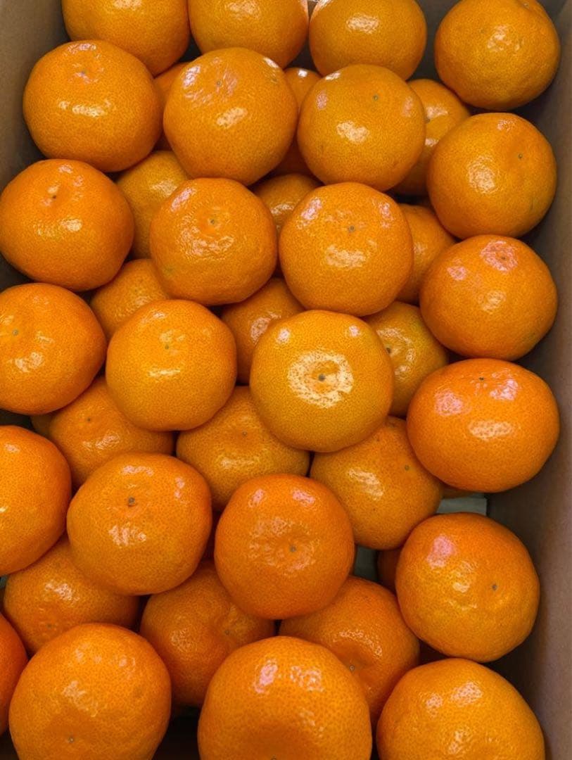 パパイヤ様　山北みかん5キロ