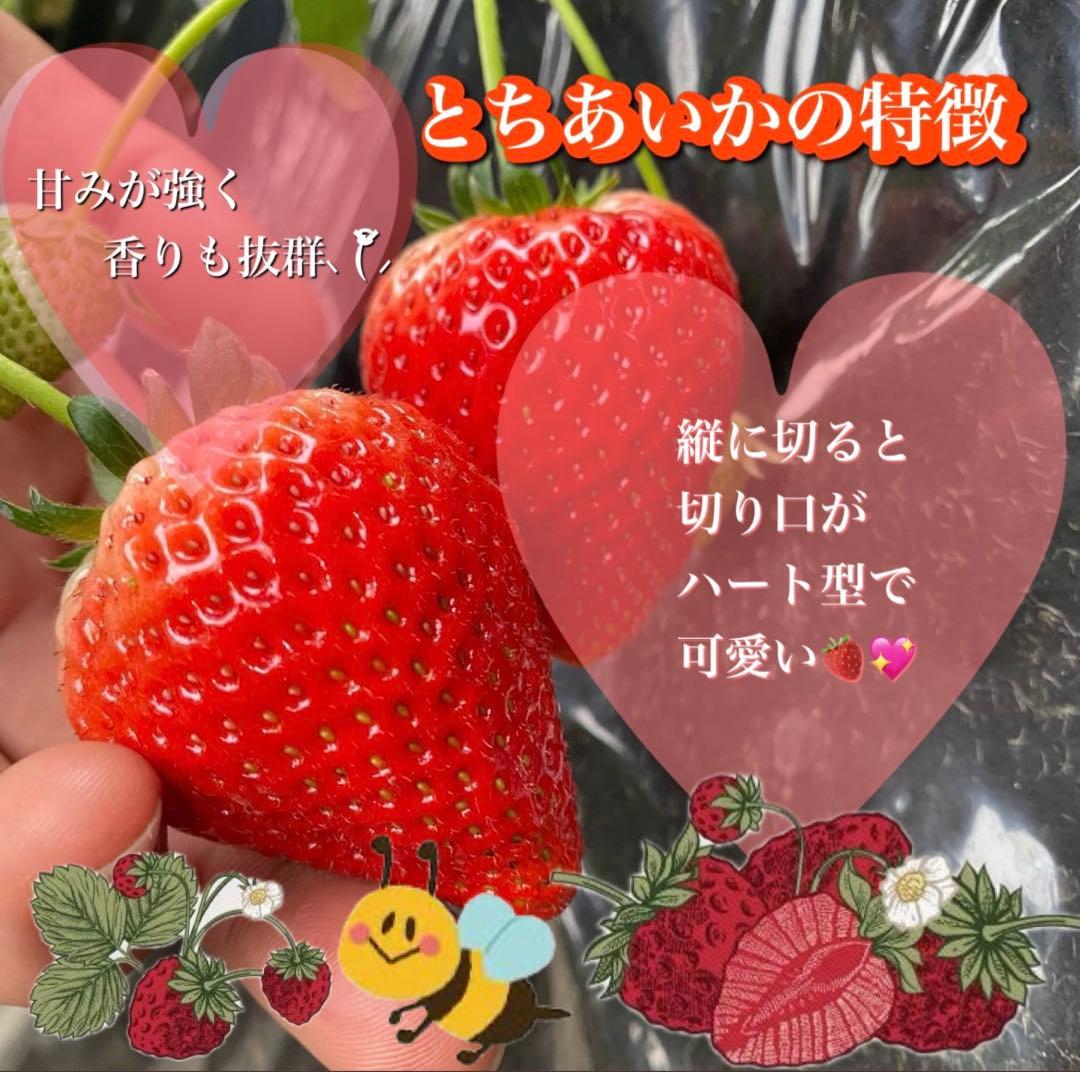 A級品 いちご 栃木 とちあいか 減農薬