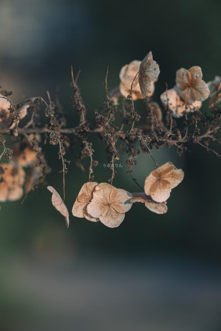 木村文乃使用モデル！Leica Elmarit 90mm F2.8オールドレンズ
