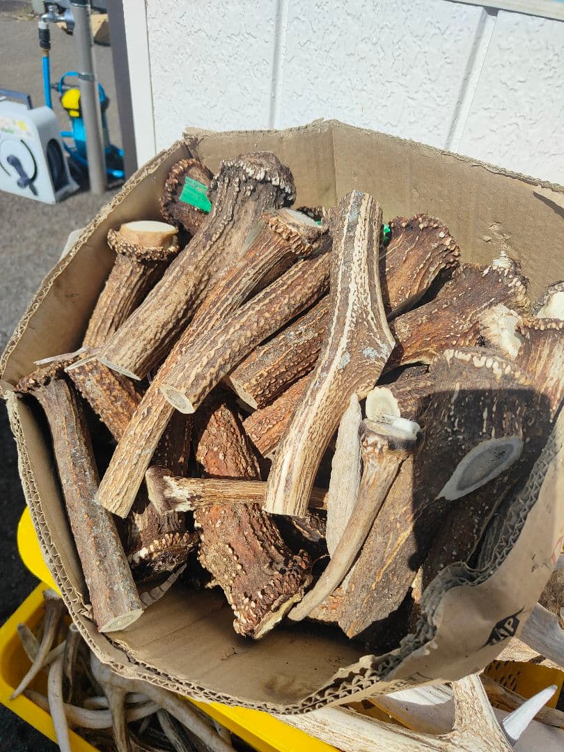 鹿の角　端材16kg　北海道産