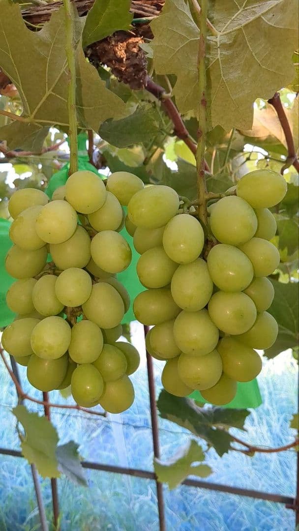 ⑨岡山県産シャインマスカット4kg