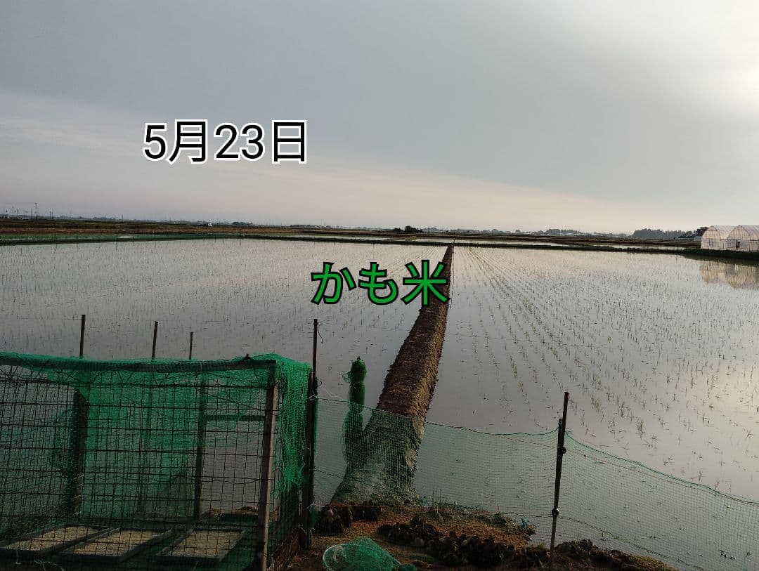 無農薬米新潟県産コシヒカリ20k