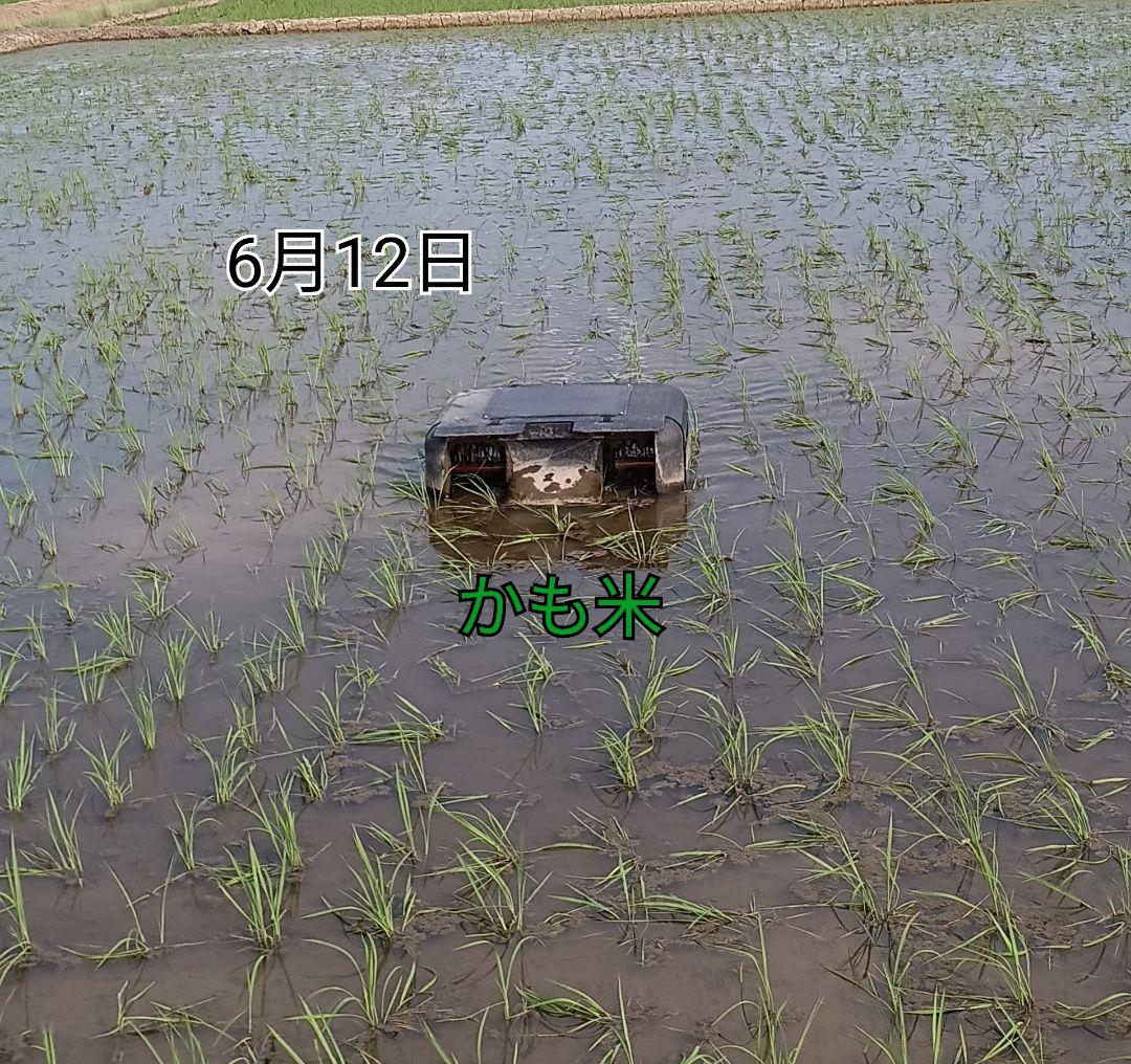 無農薬米新潟県産コシヒカリ20k