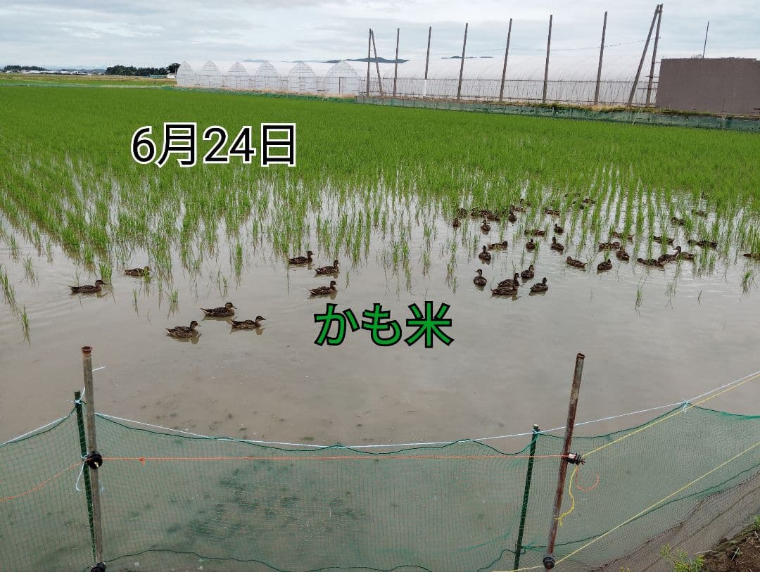 無農薬米新潟県産コシヒカリ20k